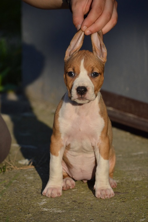 American Staffordshire Terrier