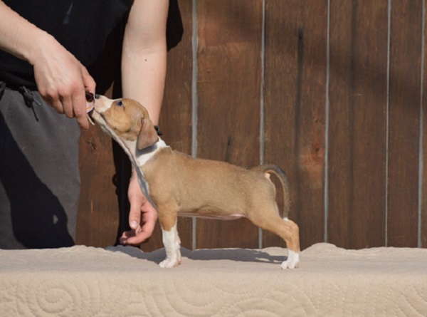 American Staffordshire Terrier