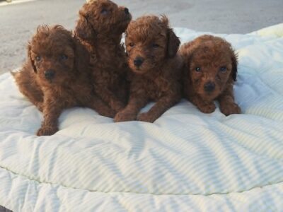 Red TOY POODLES
