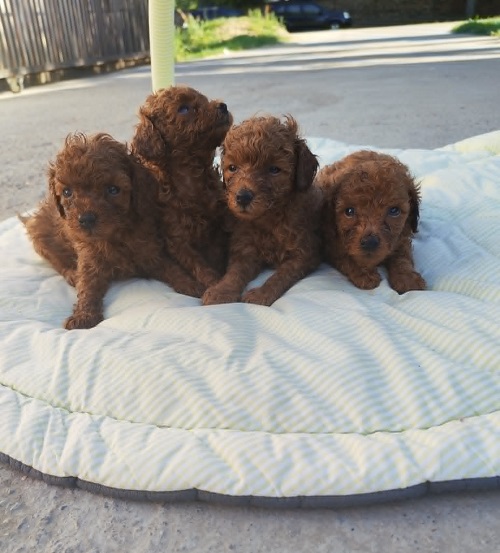 Red TOY POODLES