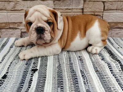 English bulldog