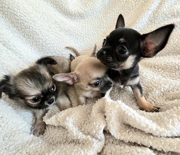 Top quality EXTRA MINI Chihuahua puppies