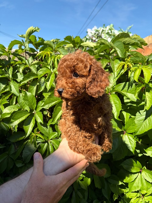 BEAUTIFUL RED MINI POODLES