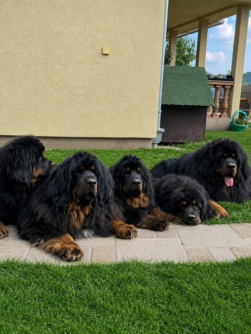 Tibetan mastiff, puppies