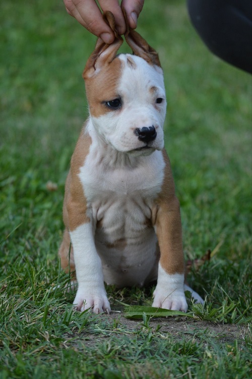American Staffordshire Terrier