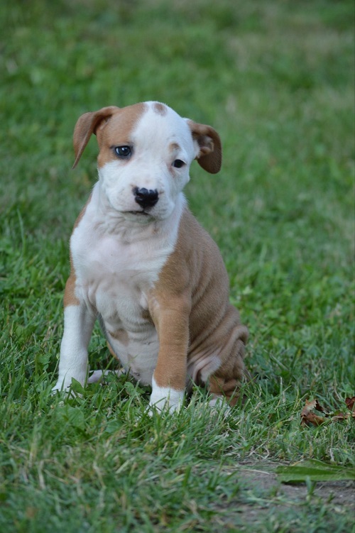 American Staffordshire Terrier
