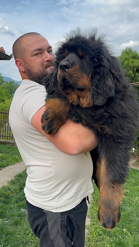 Tibetan mastiff, puppies