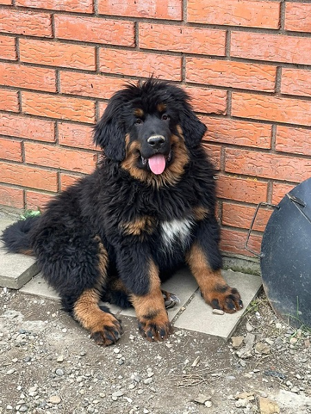 Tibetan mastiff, puppies