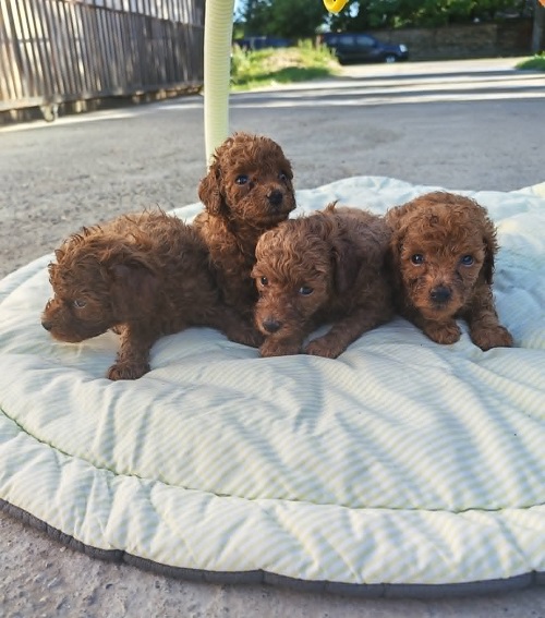 Red TOY POODLES