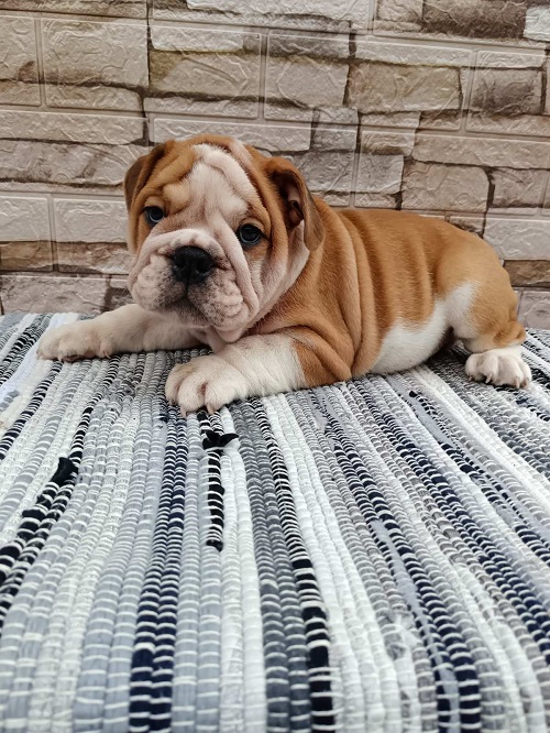 English bulldog