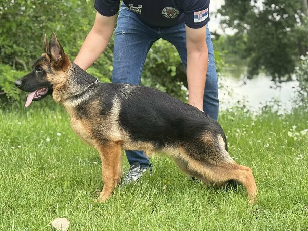 Female GERMAN SHEPHERD puppy
