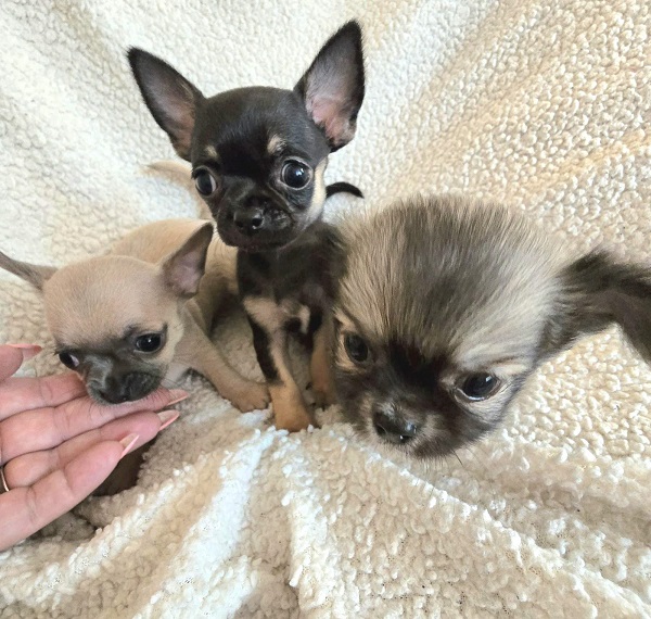 Top quality EXTRA MINI Chihuahua puppies