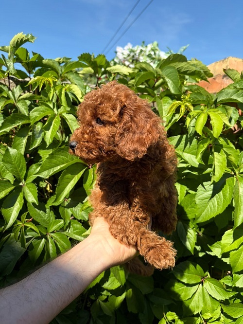 BEAUTIFUL RED MINI POODLES