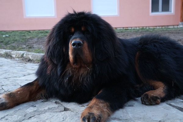 Tibetan mastiff, puppies