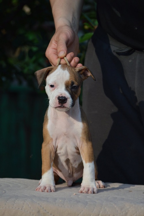 American Staffordshire Terrier
