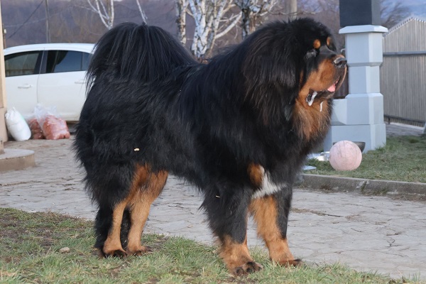 Tibetan mastiff, puppies