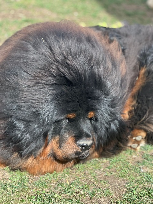 Tibetan mastiff, puppies