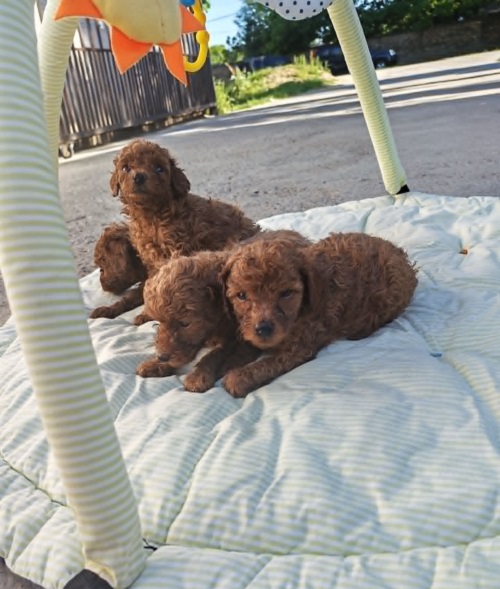 Red TOY POODLES