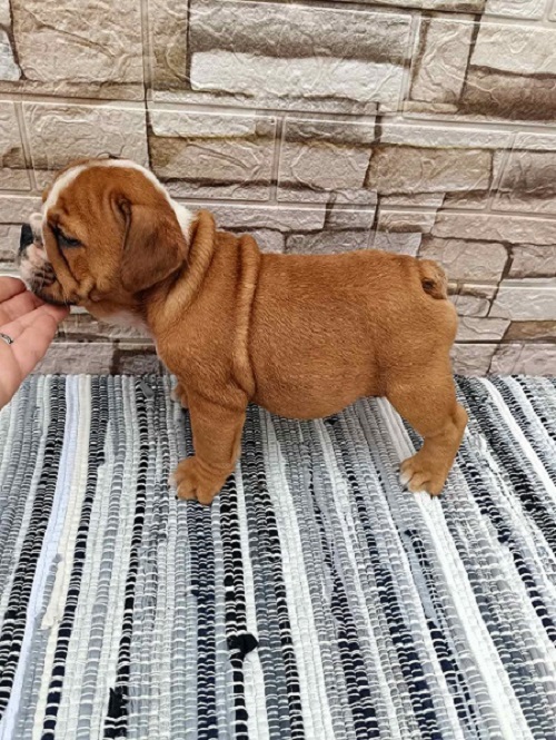 English bulldog