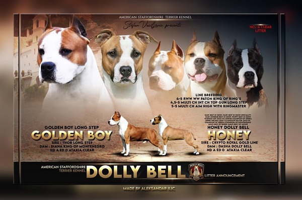 American Staffordshire Terrier