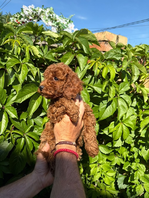 BEAUTIFUL RED MINI POODLES