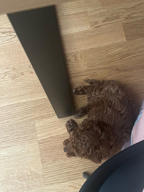 Toy poodle