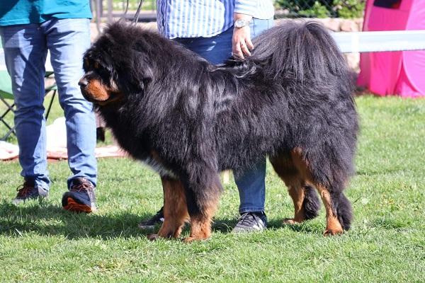 Tibetan mastiff, puppies