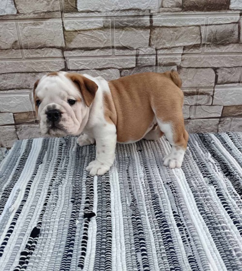 English bulldog