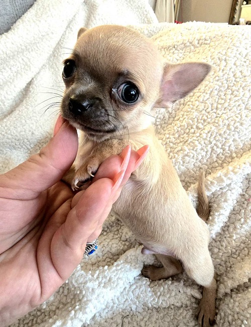 Top quality EXTRA MINI Chihuahua puppies