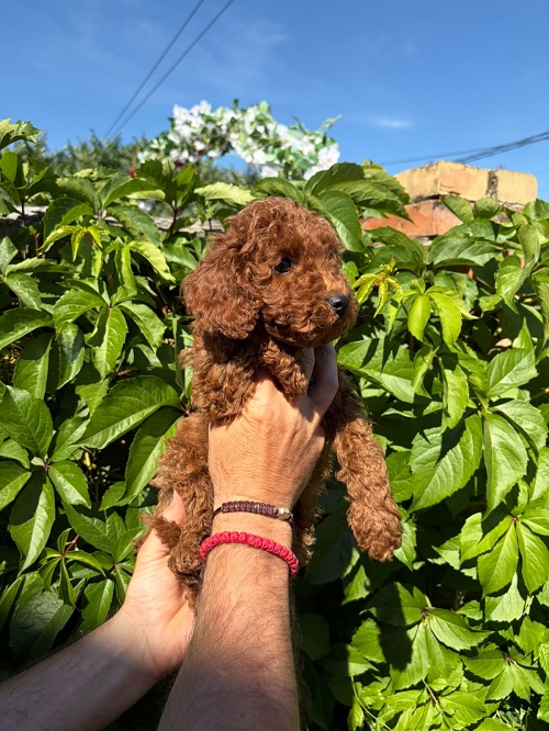 BEAUTIFUL RED MINI POODLES