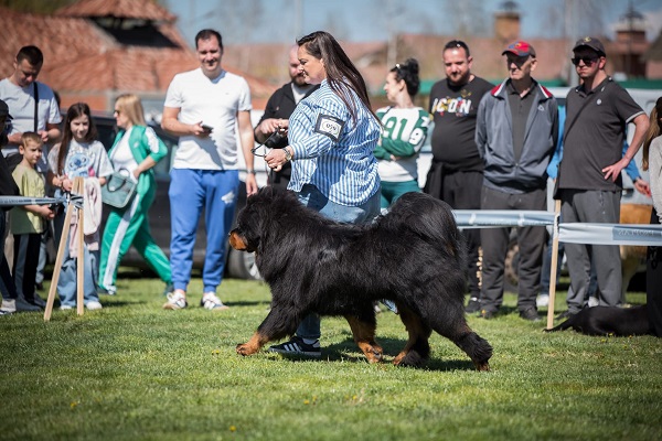 Tibetan mastiff, puppies