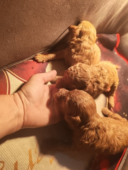 Red TOY POODLES
