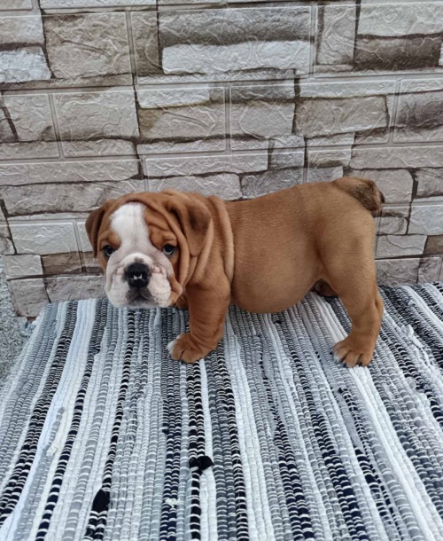 English bulldog