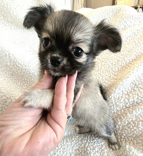 Top quality EXTRA MINI Chihuahua puppies