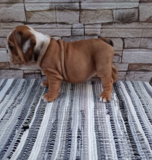 English bulldog