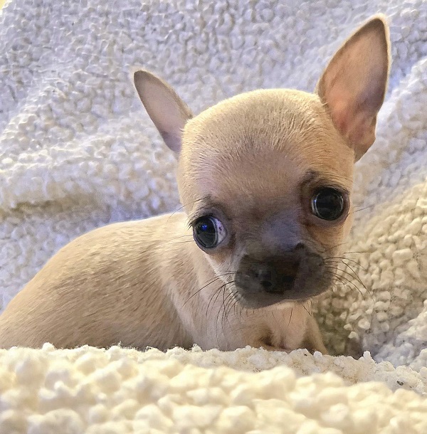 Top quality EXTRA MINI Chihuahua puppies