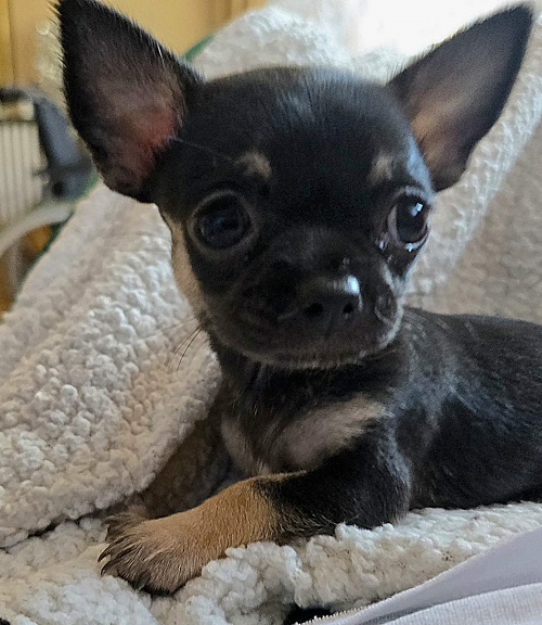 Top quality EXTRA MINI Chihuahua puppies