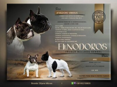 TOP-QUALITY FRENCH BULLDOGS – reservations in progress!