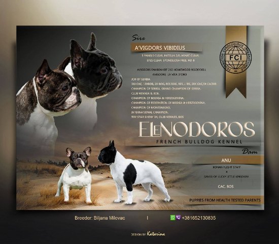TOP-QUALITY FRENCH BULLDOGS – reservations in progress!