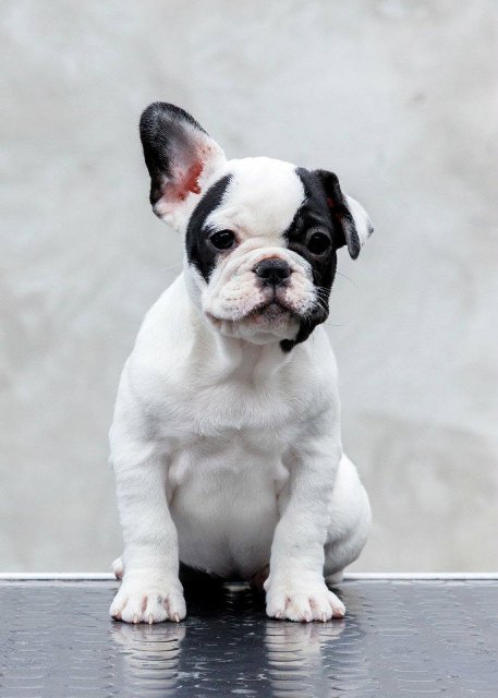 TOP-QUALITY FRENCH BULLDOGS – reservations in progress!