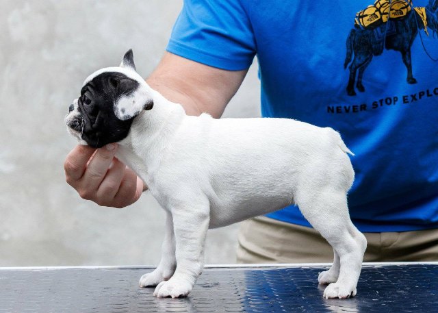 TOP-QUALITY FRENCH BULLDOGS – reservations in progress!