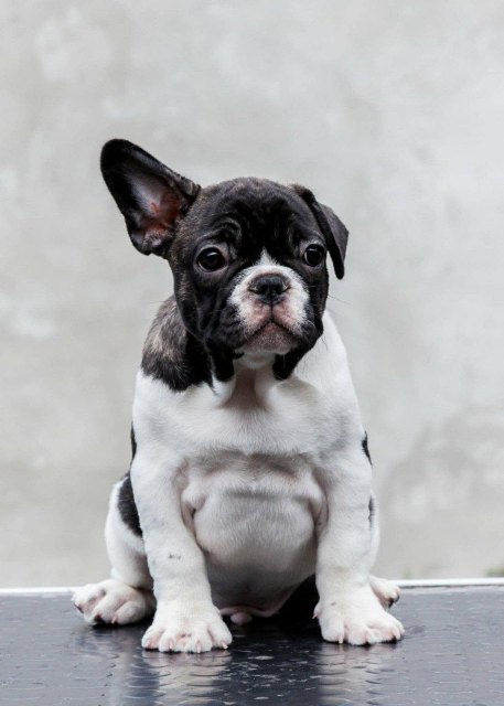 TOP-QUALITY FRENCH BULLDOGS – reservations in progress!