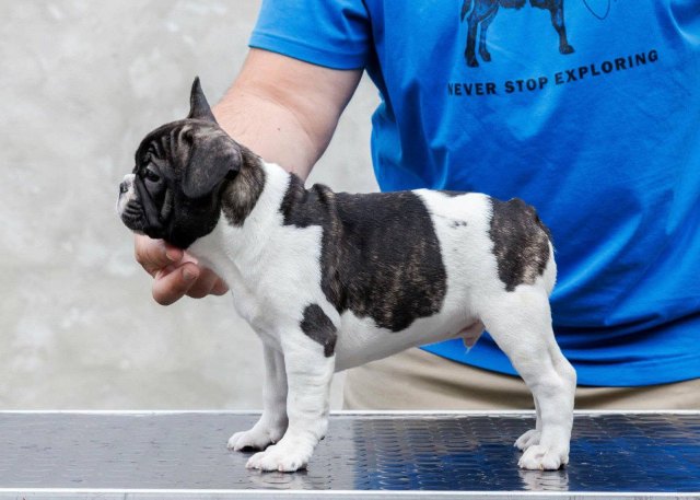 TOP-QUALITY FRENCH BULLDOGS – reservations in progress!