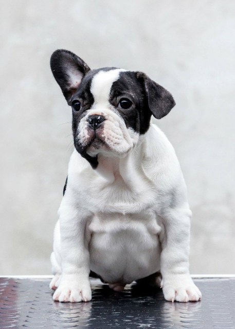 TOP-QUALITY FRENCH BULLDOGS – reservations in progress!