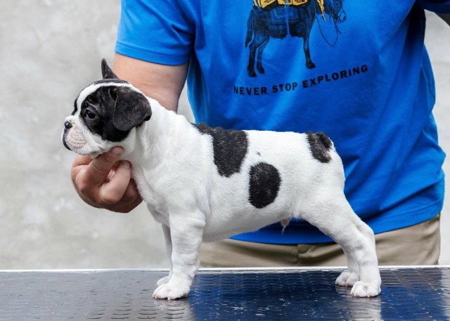 TOP-QUALITY FRENCH BULLDOGS – reservations in progress!