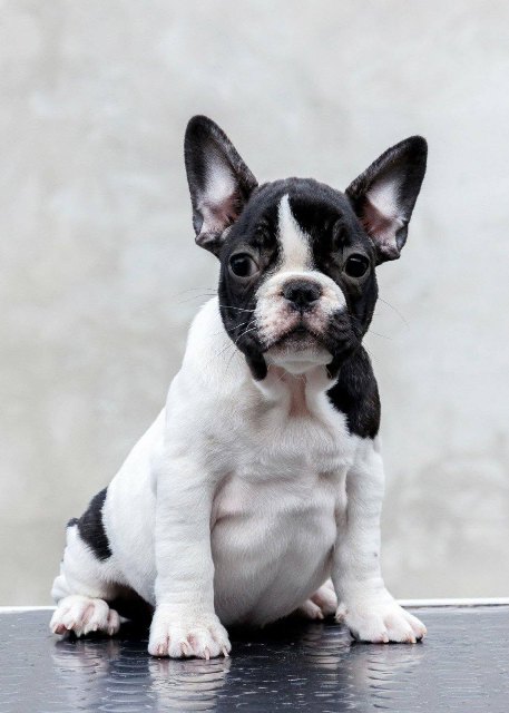 TOP-QUALITY FRENCH BULLDOGS – reservations in progress!
