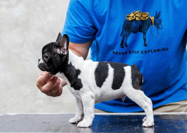 TOP-QUALITY FRENCH BULLDOGS – reservations in progress!