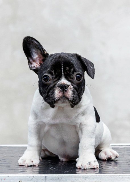 TOP-QUALITY FRENCH BULLDOGS – reservations in progress!