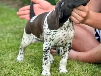 German Shorthaired Pointers, female puppies