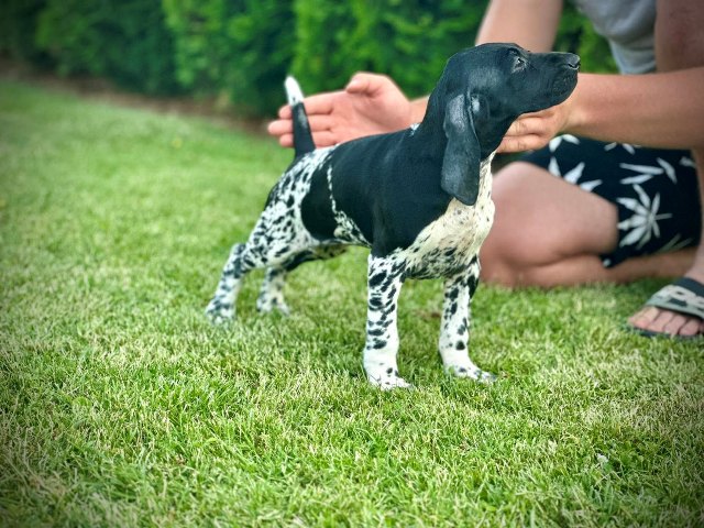 German Shorthaired Pointers, female puppies